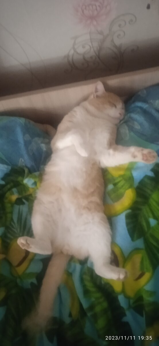 "Сюрприз" в кровати;)