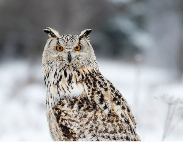 сибирская сова опасный хищник