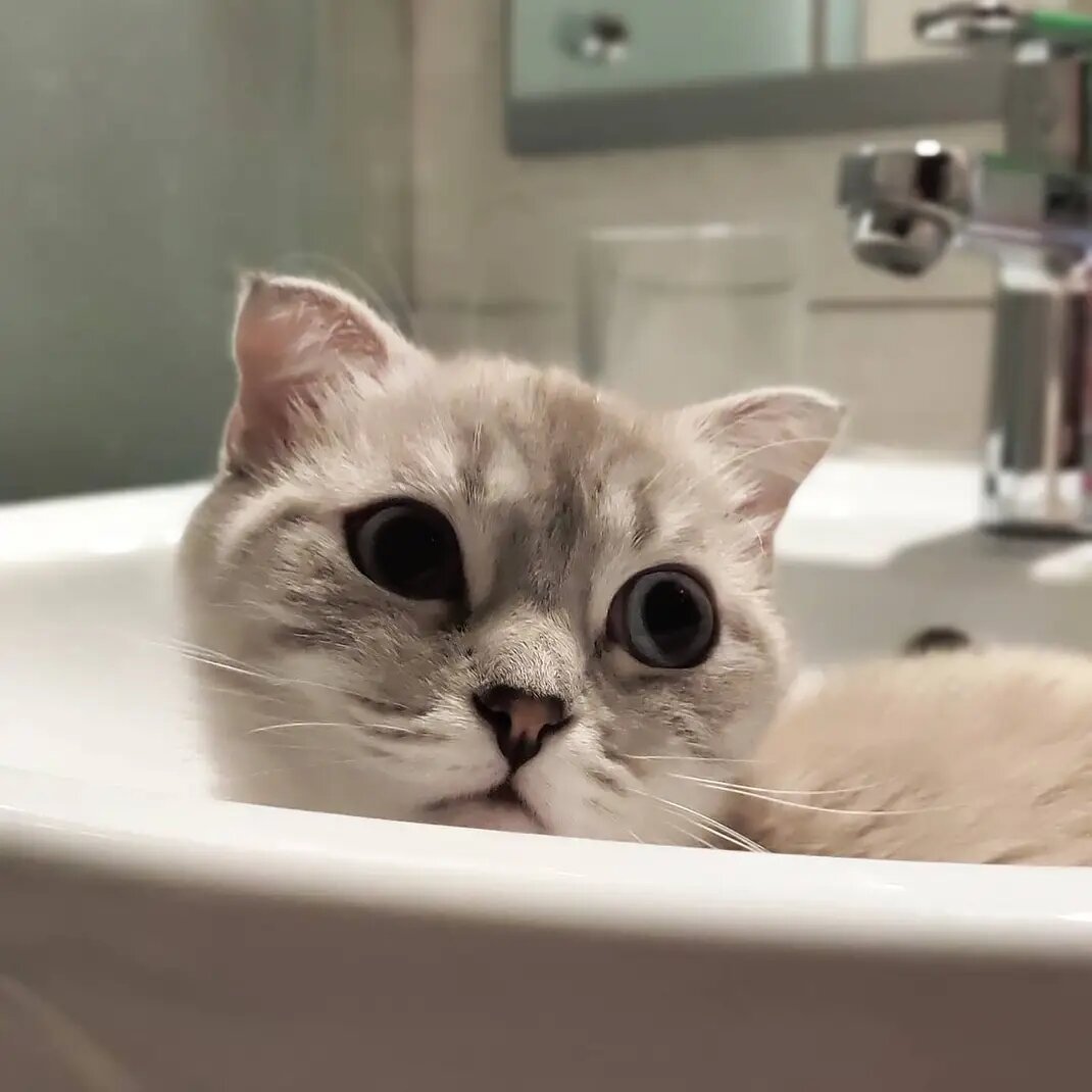 В отеле 5* наше кошке Коре разрешили жить с нами в уборной 