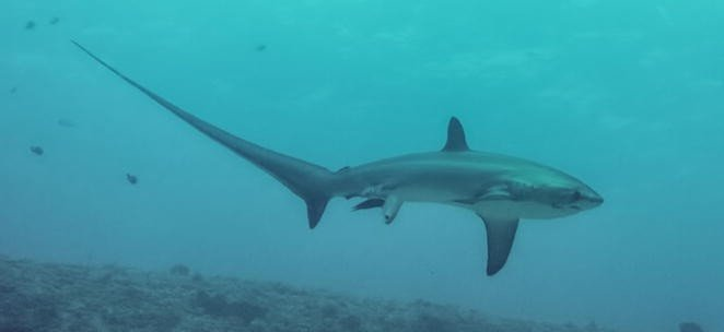 акулы в море 2022. акула людоед индийского океана. акулы в море 2022. акулы в море 2022. бычья акула самая опасная акула в мире.