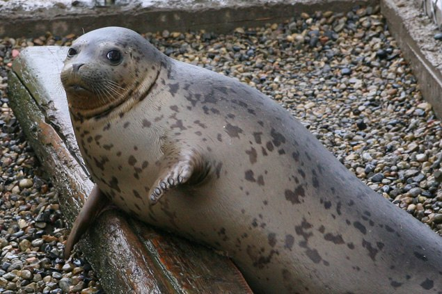 Вот кто наелся