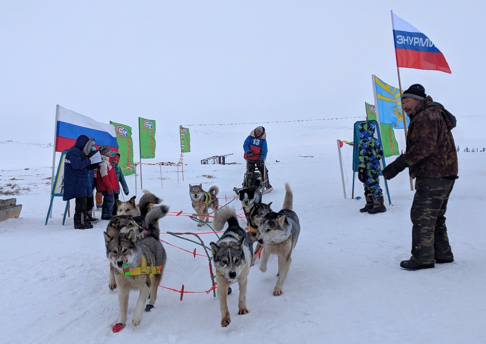 какие собаки в упряжках. собачьи упряжки хаски. ездовые хаски. какие собаки в упряжках. чукотская ездовая лайка.