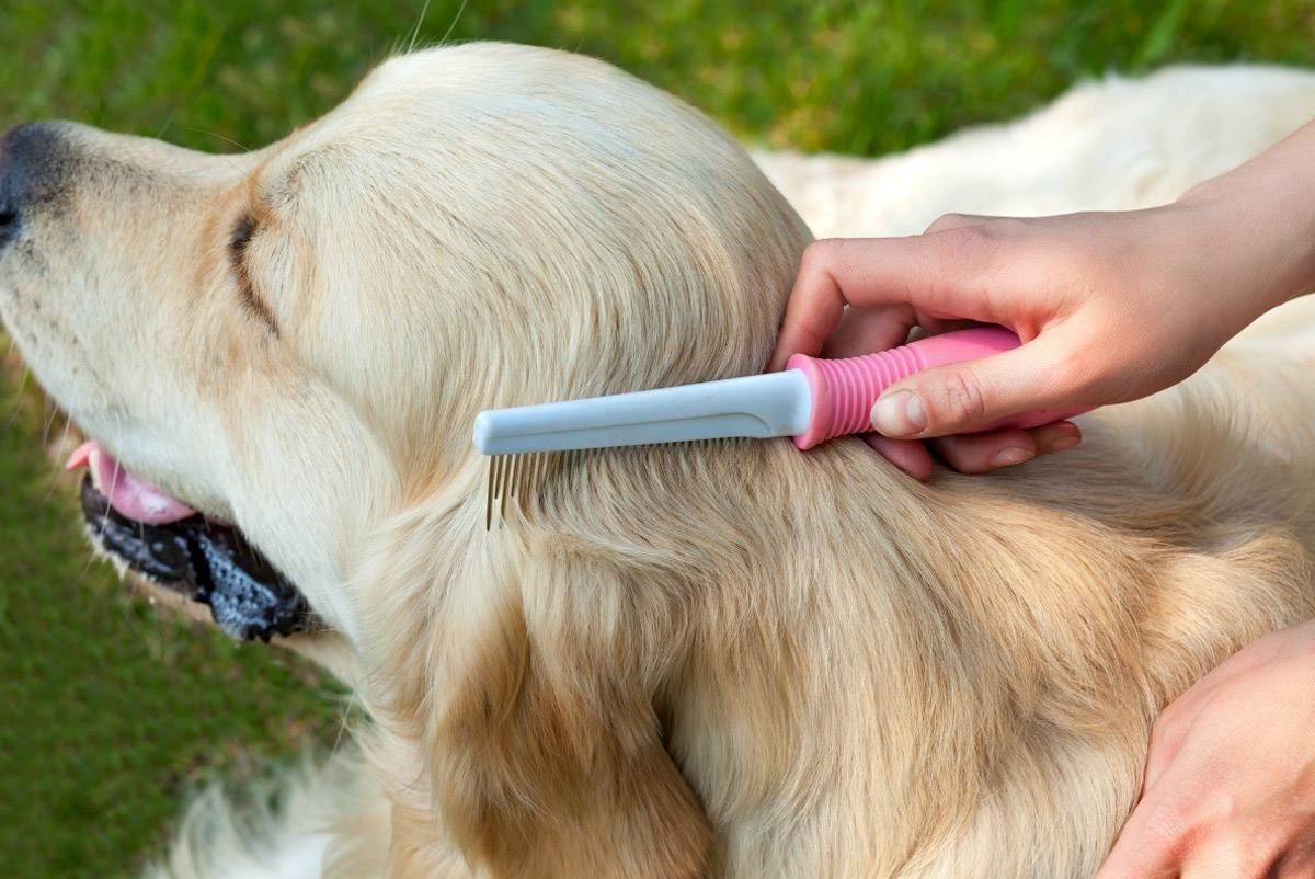 Brushing fur