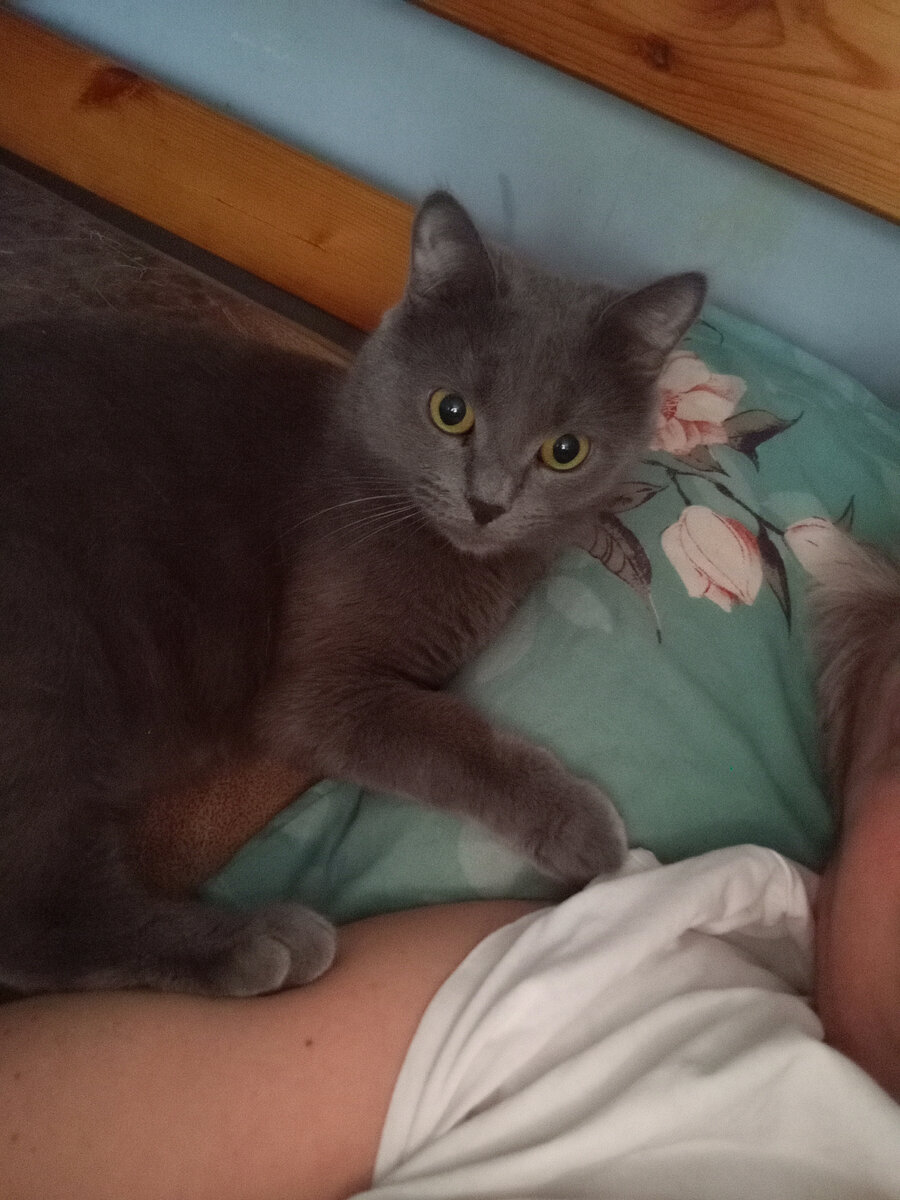 Мой мурлыка