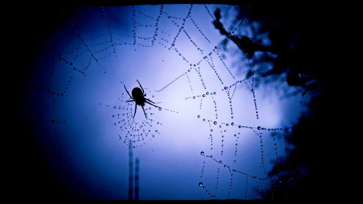 Фотоматериалы Flickr Droid 