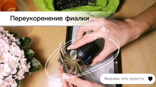 Как переукоренить фиалку? Омоложение фиалки | Снос головы |Рассказываю без воды