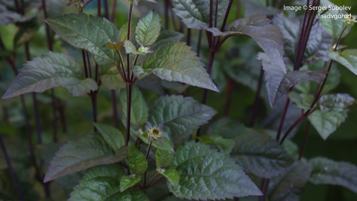 Тля на вишне. Вредители на сливе. Черная вишневая тля. Болезни черной смородины скручивание листьев. Молодые листья лучше не обрабатывать вообще.