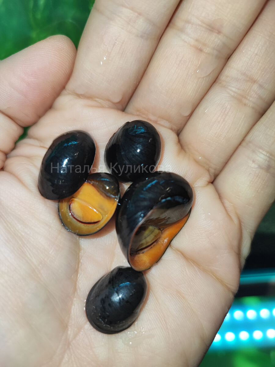 Улитка неретина шлем.  Фото автора. 