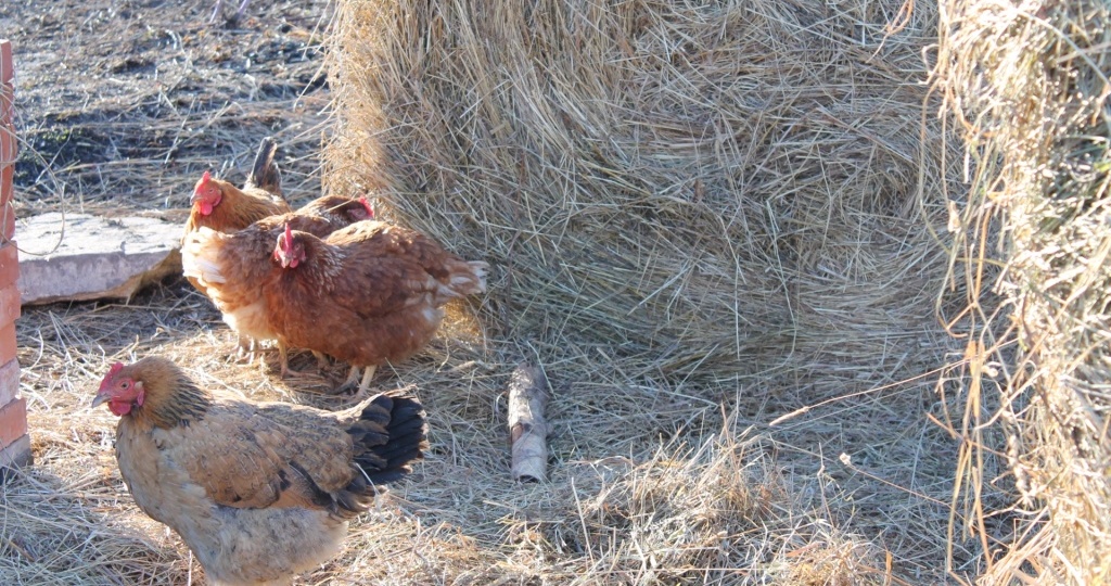 Как защитить домашнюю птицу от куриного клеща