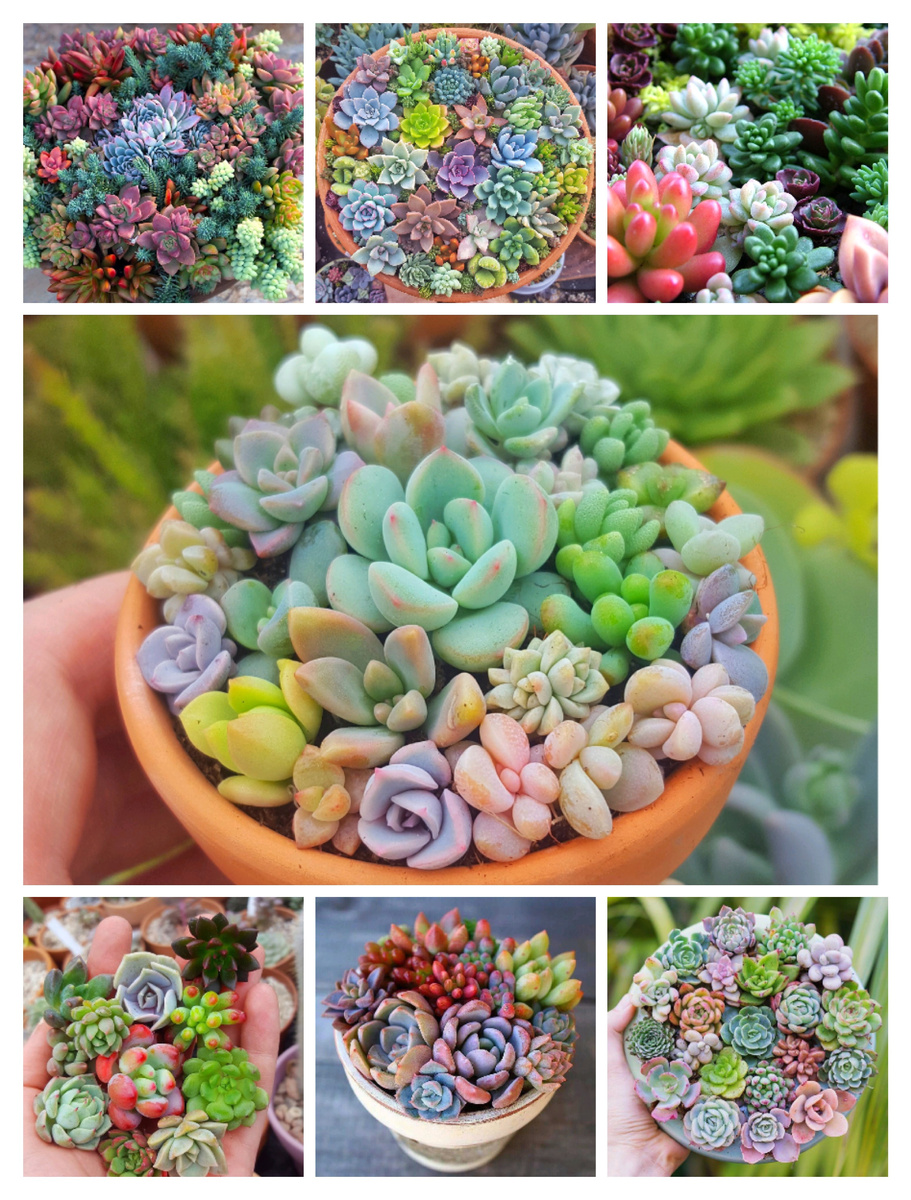 Коллаж фото из сети интернет