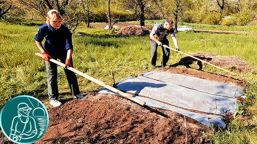 🏆 Рекорд без полива 🥔 Посадка картофеля без полива в жаре и засухе 🌱 От посадки до сбора урожая