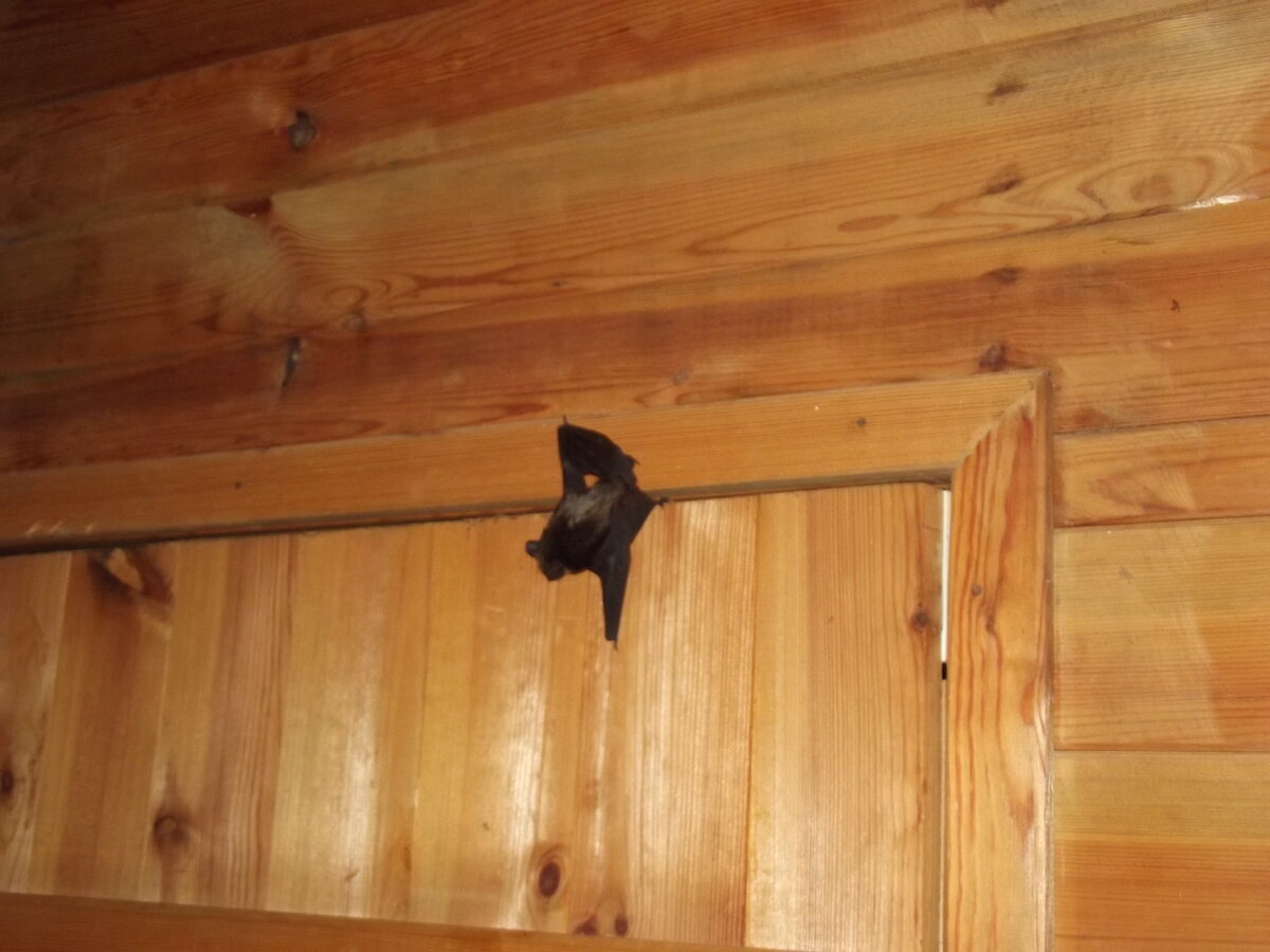 Далее происходит немного суеты - поймать летучую мышь непросто