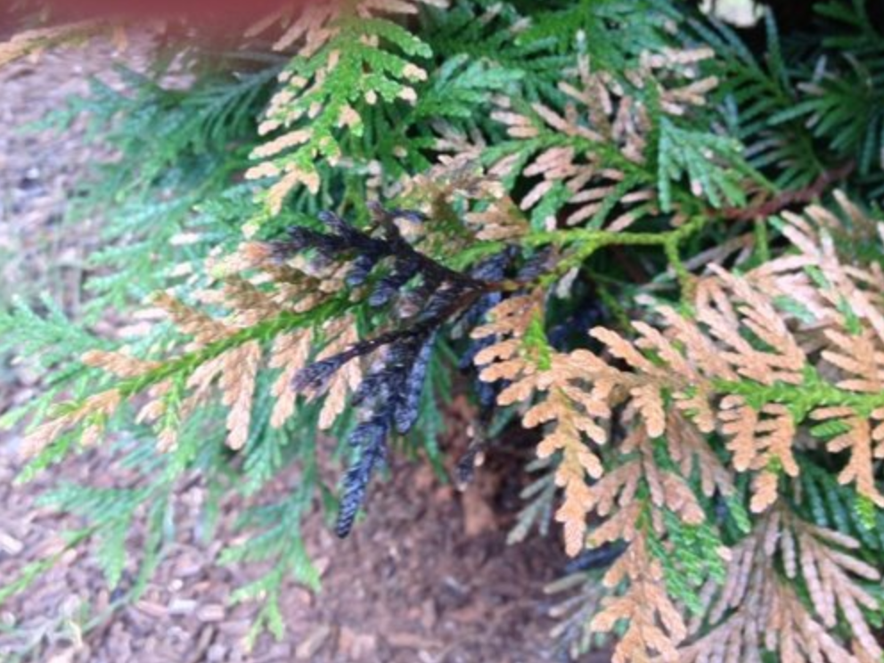 Источник фото: myperfectplants.ru