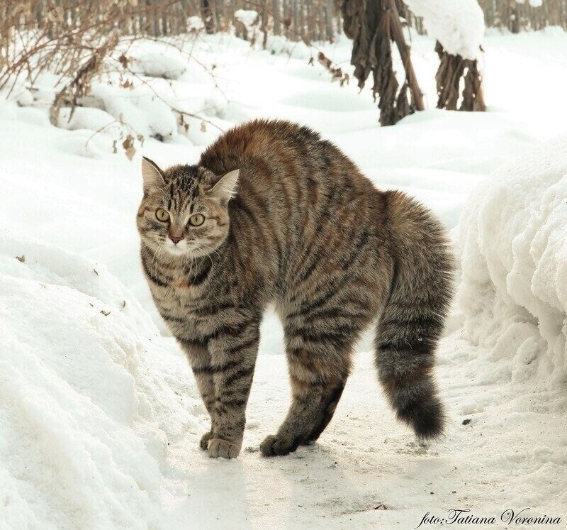 иллюстрация из яндекс картинки.