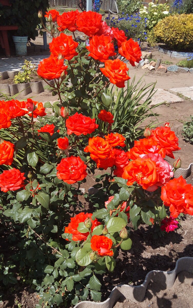 ЭТО  ПРИВИТЫЙ  КУСТ  И  ОН ТОЖЕ  ВОССТАНОВИЛСЯ.