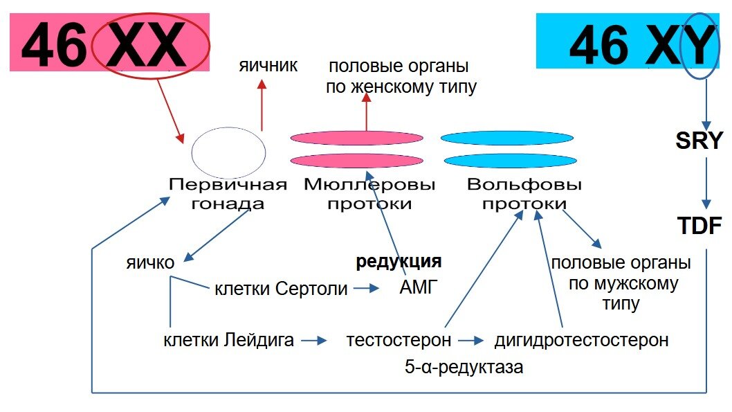 Органы в норме