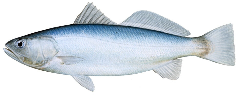 Cynoscion parvipinnis