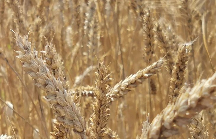    Ученые определили главный ген устойчивости к колебанию температуры у пшеницы