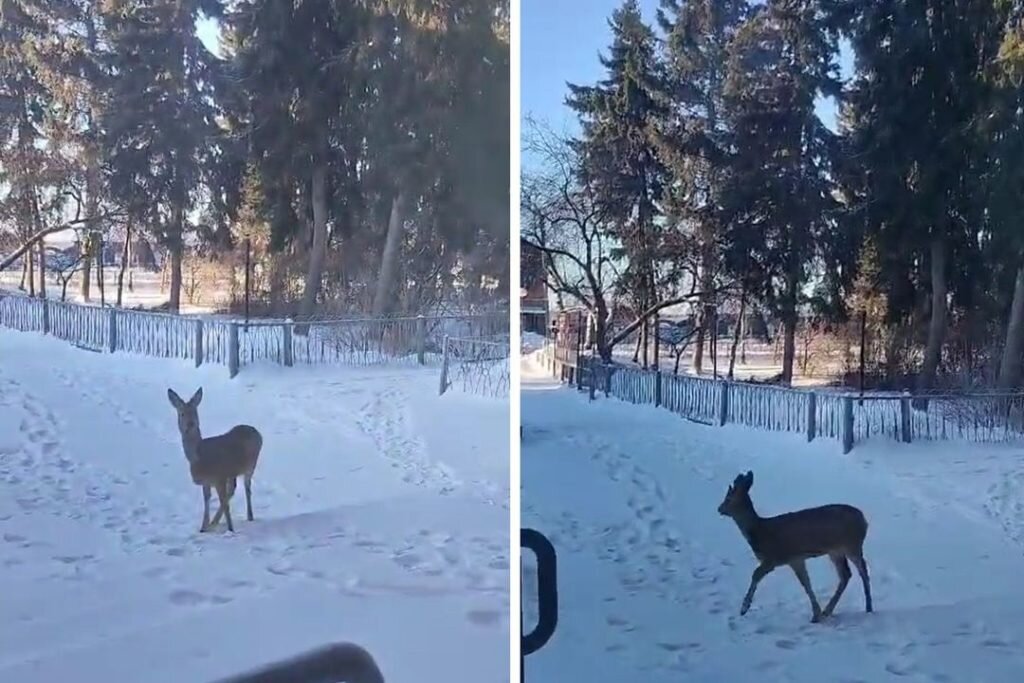 Кыштовский Районный Дом Культуры