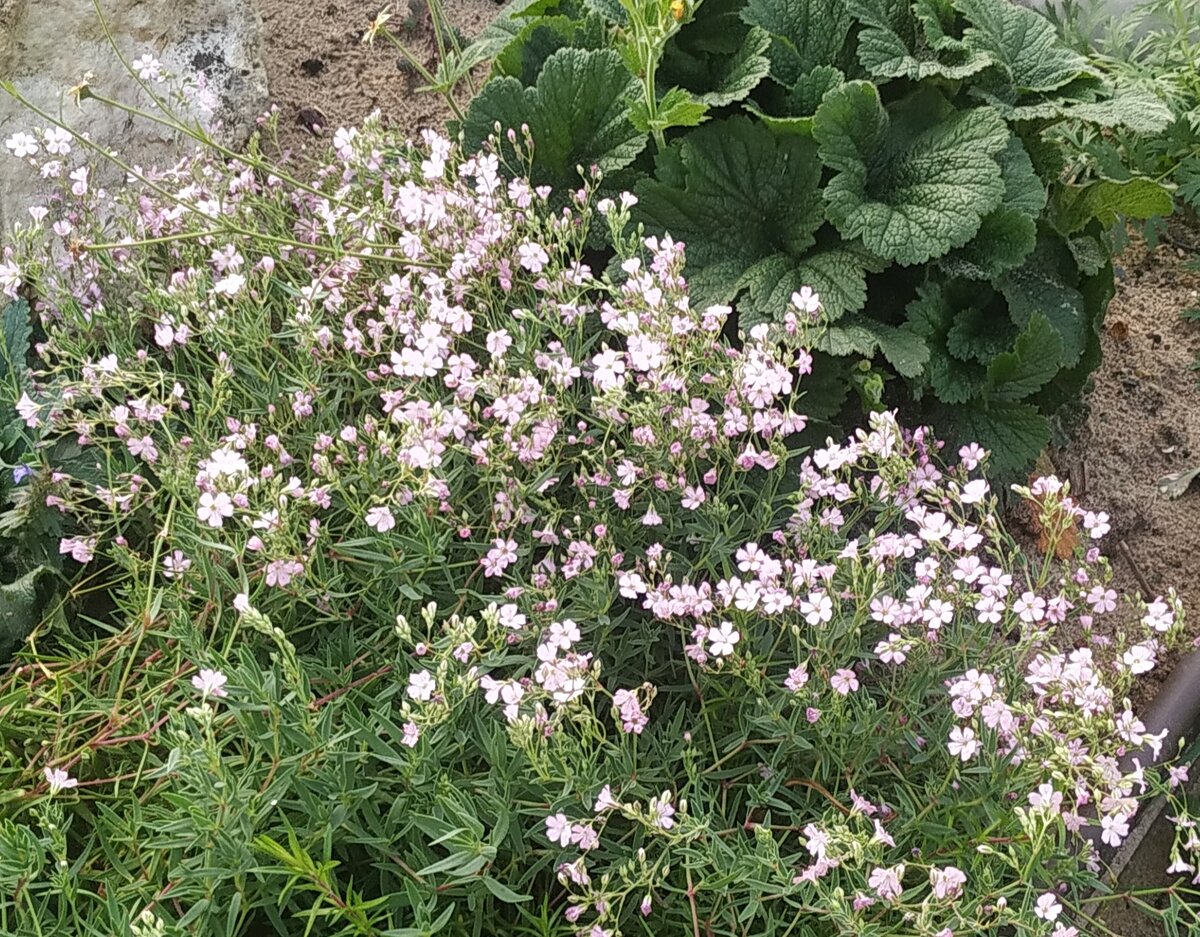 Куплена многолетняя