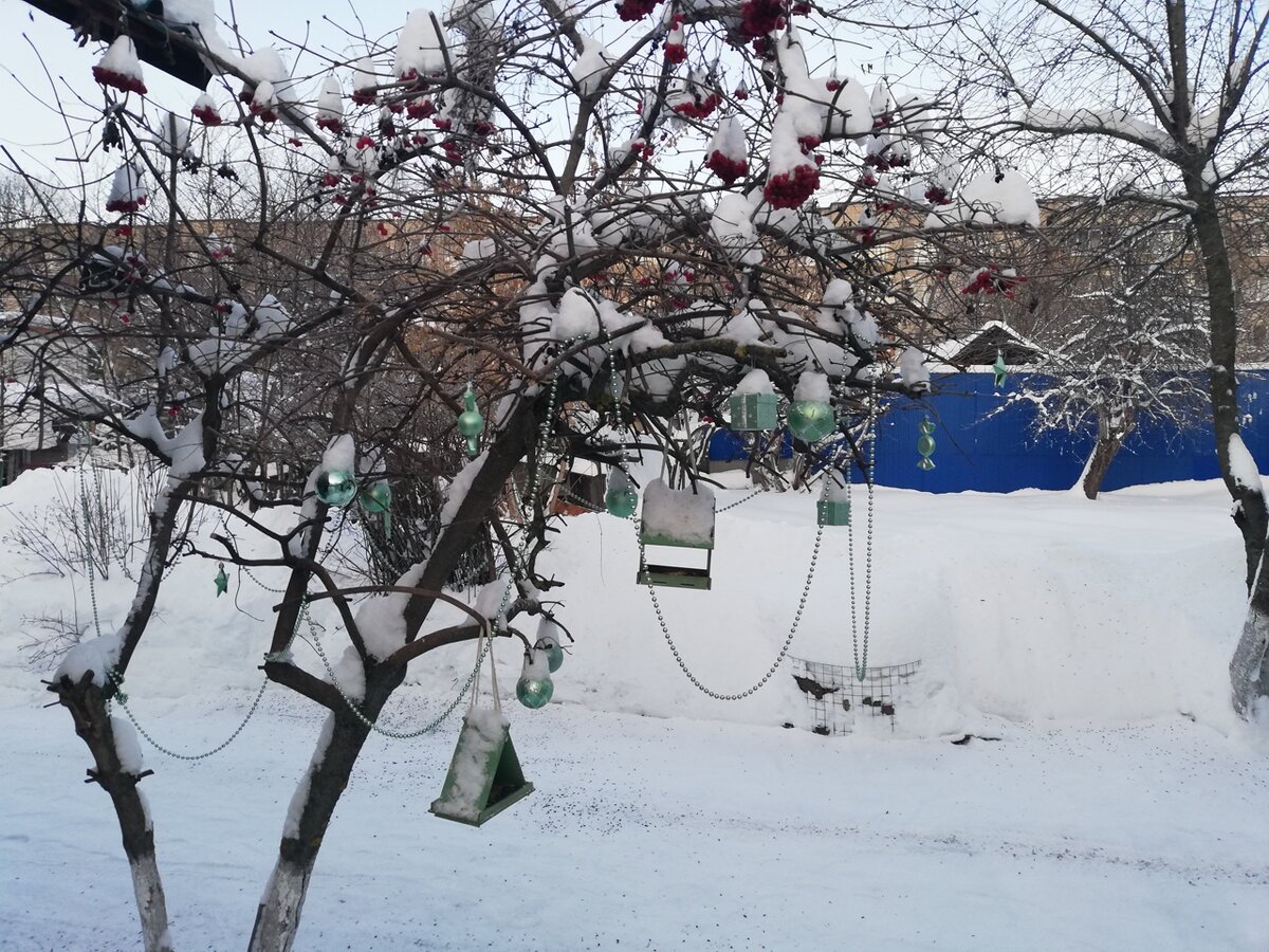    В Ивановской области продолжается акция-конкурс «Покормите птиц!»