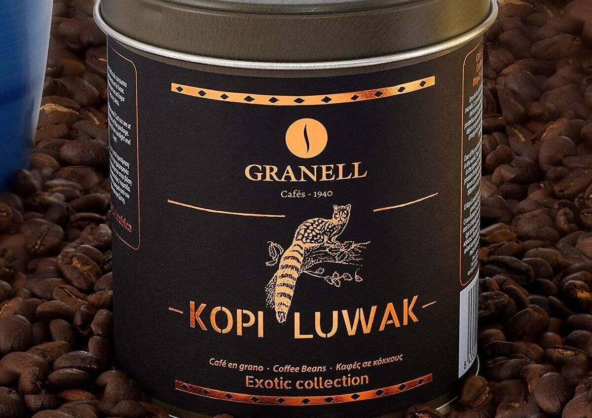 Самый дорогой кофе из экскрементов животных. Сорт кофе копи Лювак. Самый дорогой кофе kopi Luwak. Кофе копи Лювак животное. Кофе Вьетнам копи Лювак.