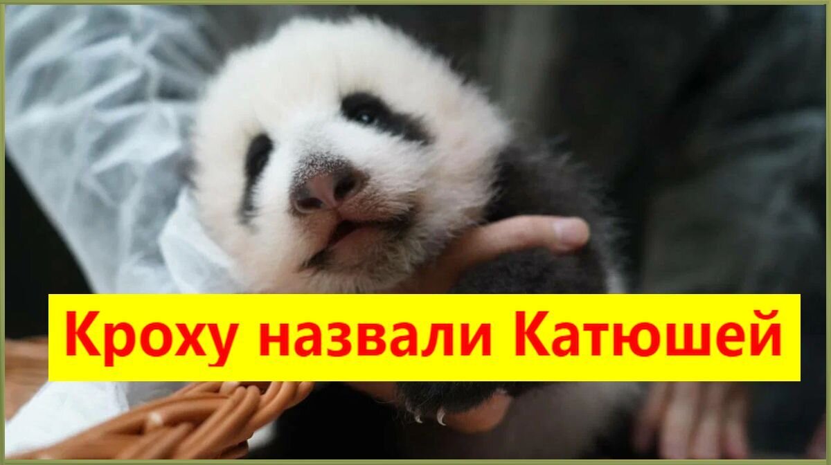 Уже подросла. Фото из архива Московского зоопарка