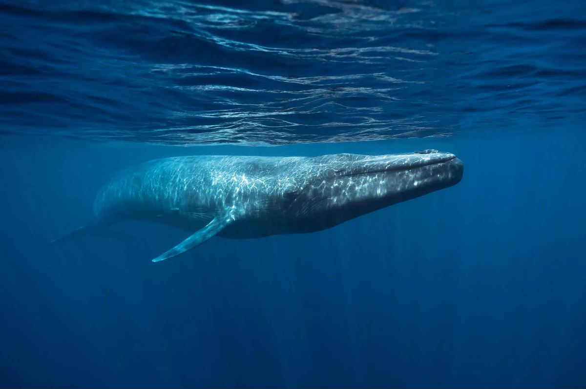 Синий кит (Balaenoptera musculus)