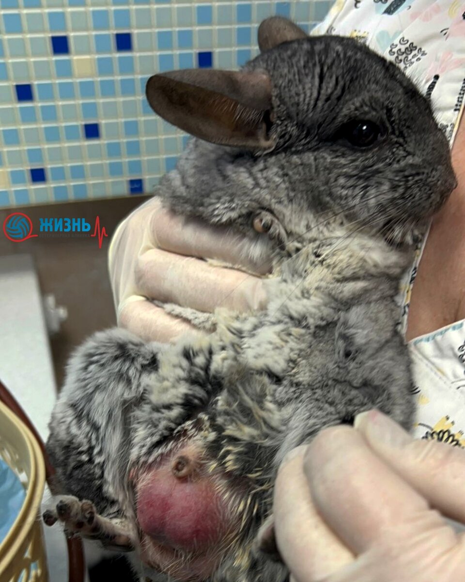 Шиншилла Джексон в ветеринарной клинике в Калуге "Жизнь"