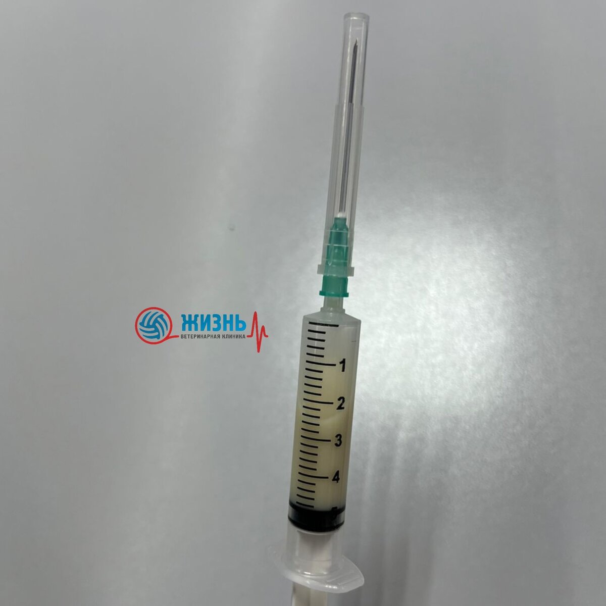 Аспирированный гной из полости абсцесса в области семенников у шиншиллы. 