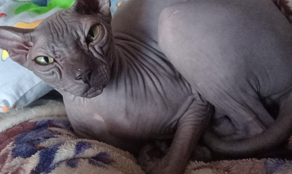 Пельмень спала я его разбудил