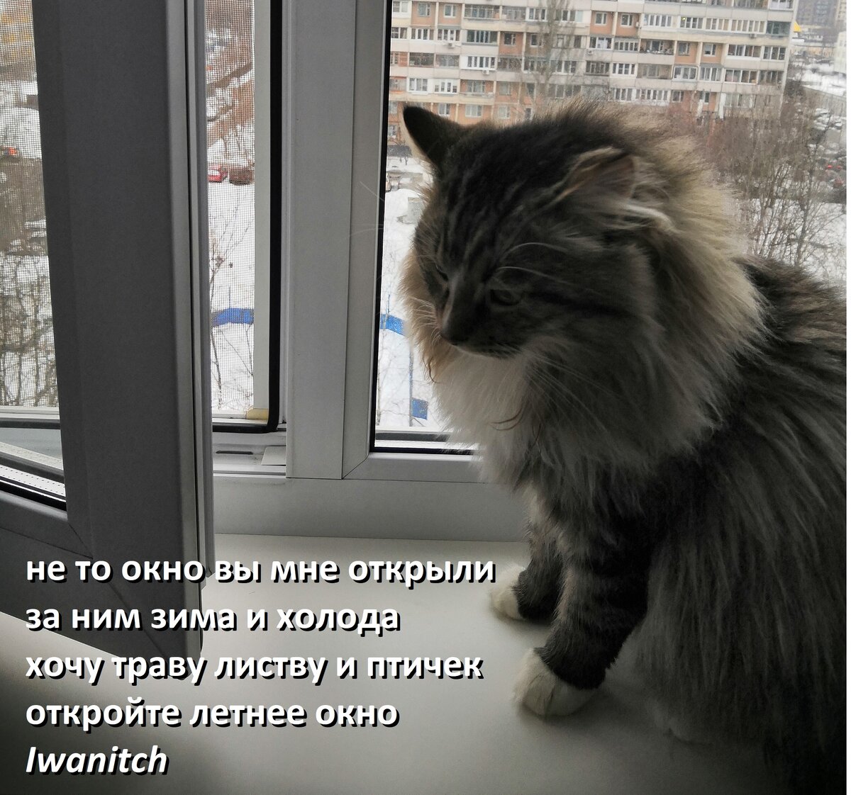 Там есть кот