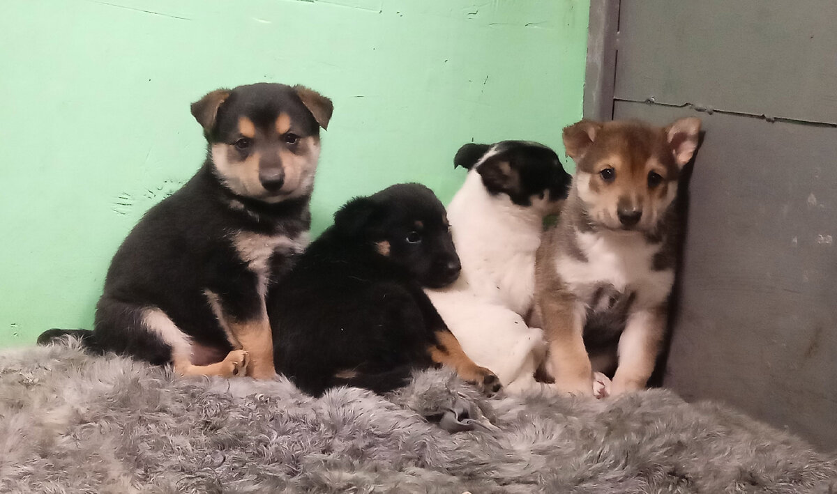 Три брата и лапочка дочка.