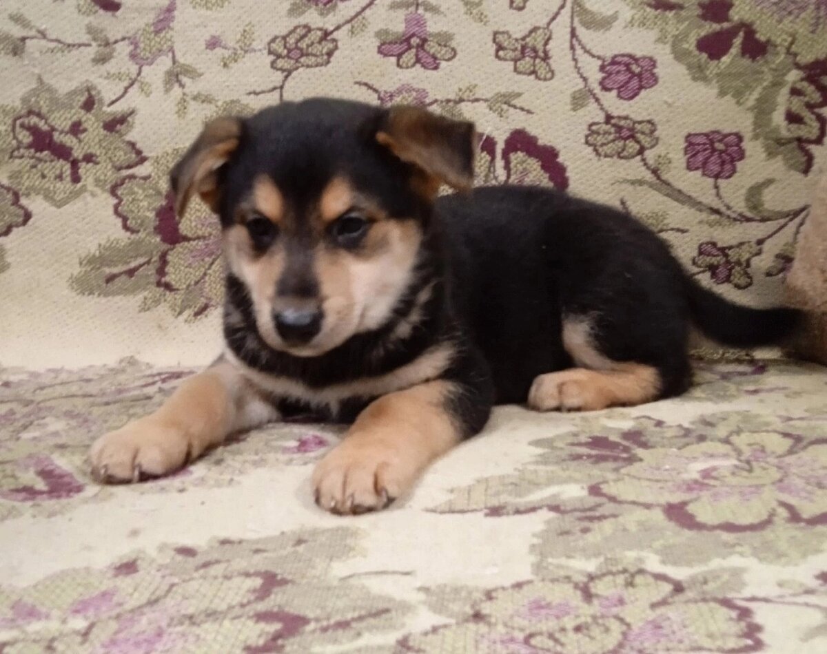 Мы назвали его Царь .