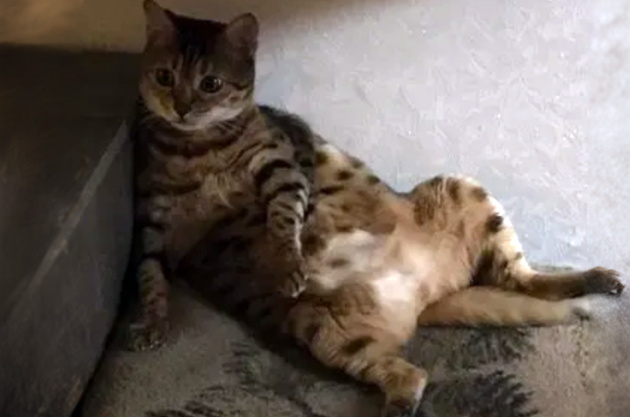 Кошка бенгальской породы в добрые руки, Омск