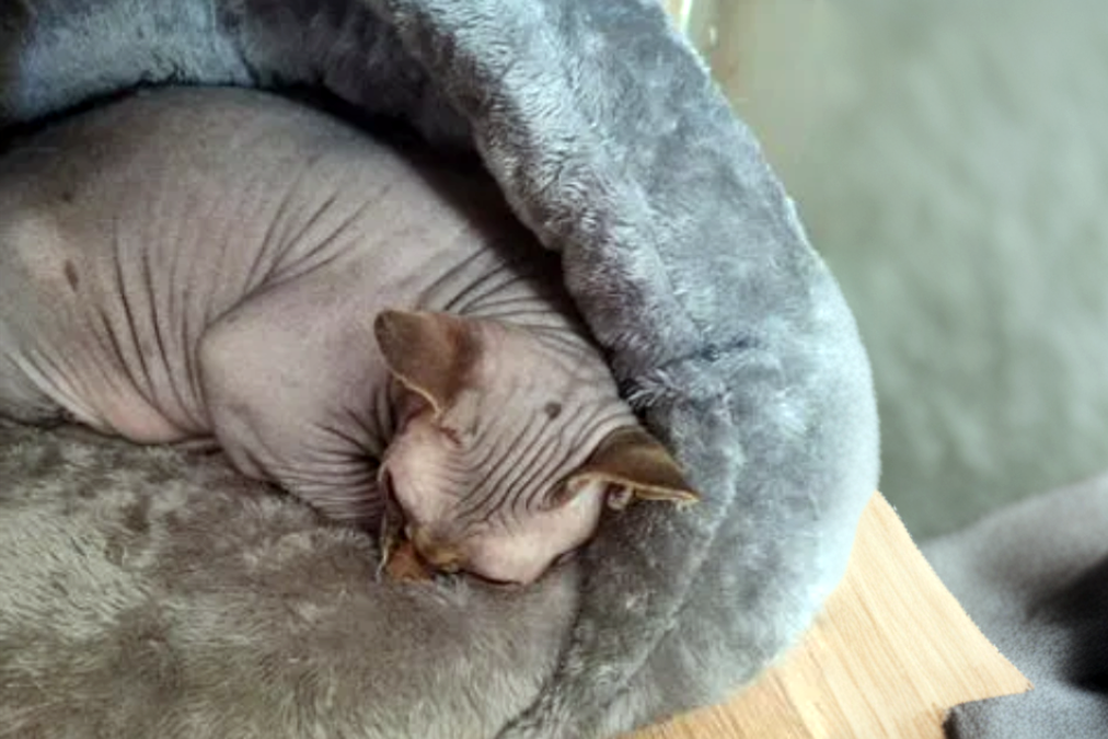 Добрый сфинкс. Котят сфинкса в добрые. Сфинкс в добрые руки. Розовые лысые кошки. Сфинкс в добрые руки.