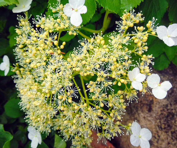 Цветение черешчатой, или черешковой гортензии. Фото автора