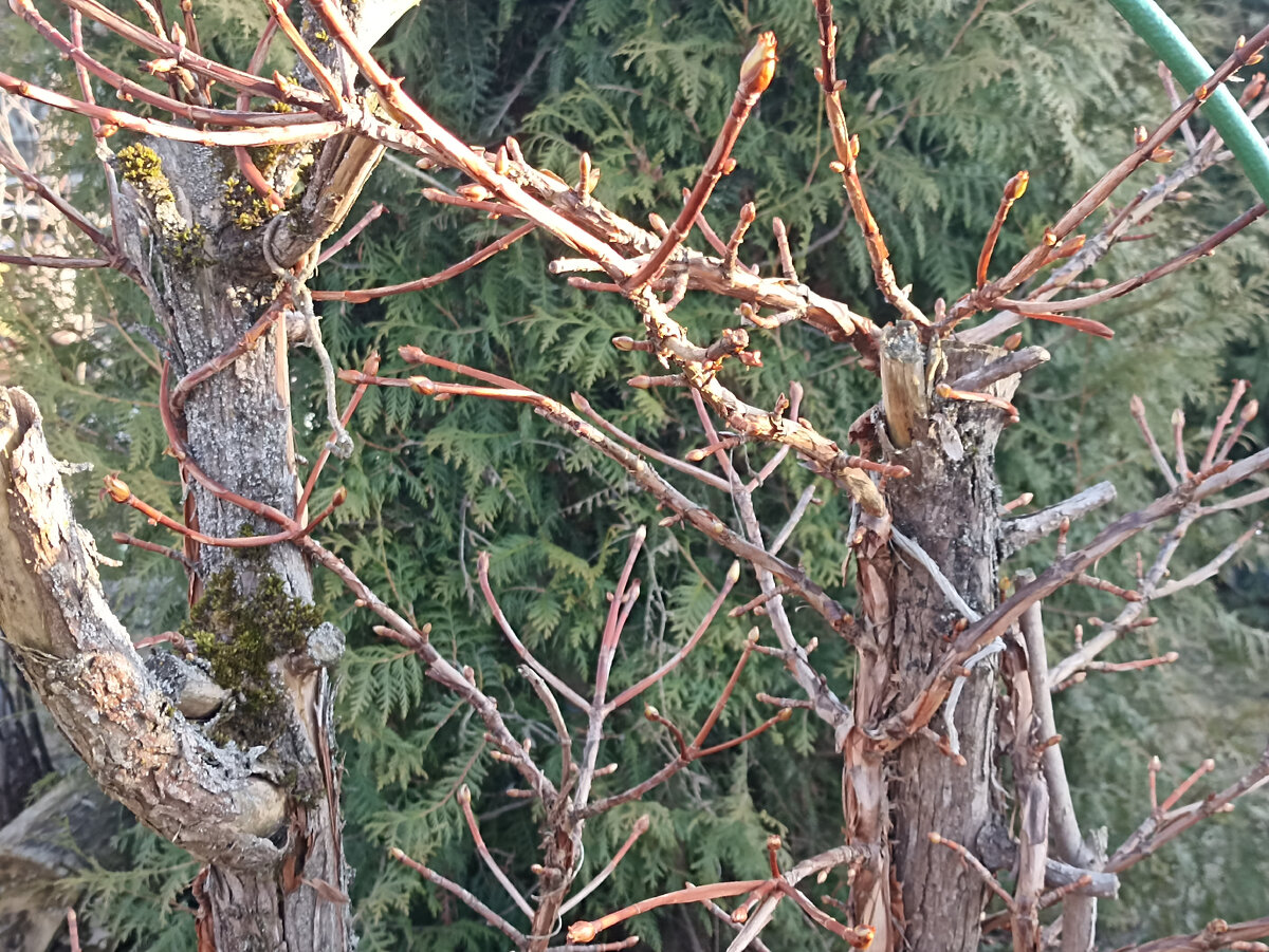 Побеги сами крепятся присосками к опоре. Фото автора