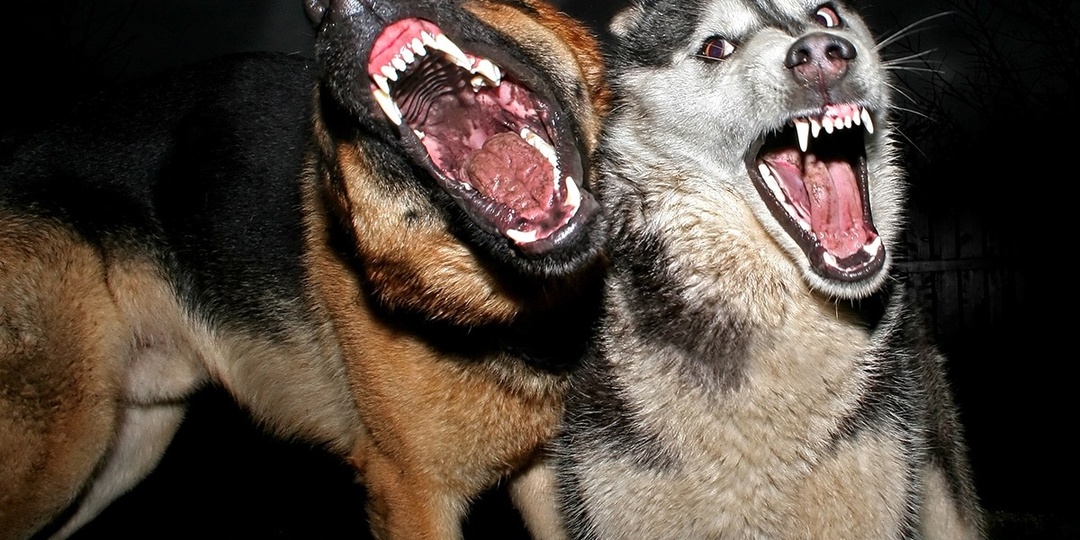 Почему все собаки не любят пьяных людей? Тут сразу несколько причин