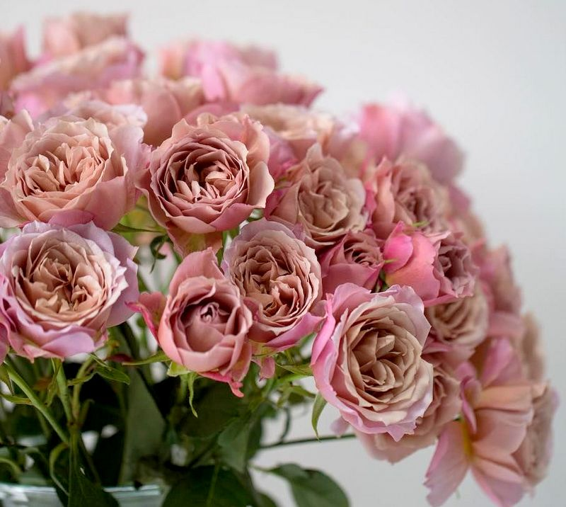 РОЗА СОЛА (SOLA) (WABARA, ЯПОНИЯ) 2017