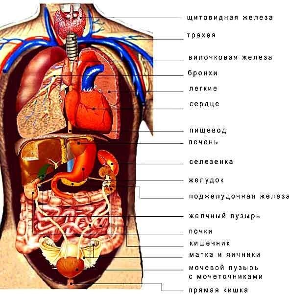 Жила в организме