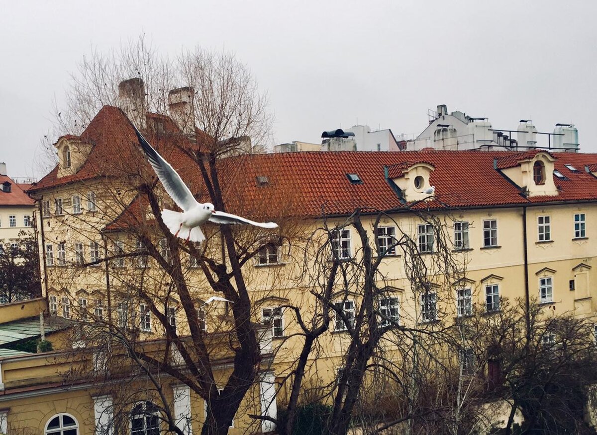 Парите, как птицы.