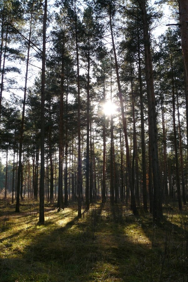 Почему в лесу нижние ветки у сосны