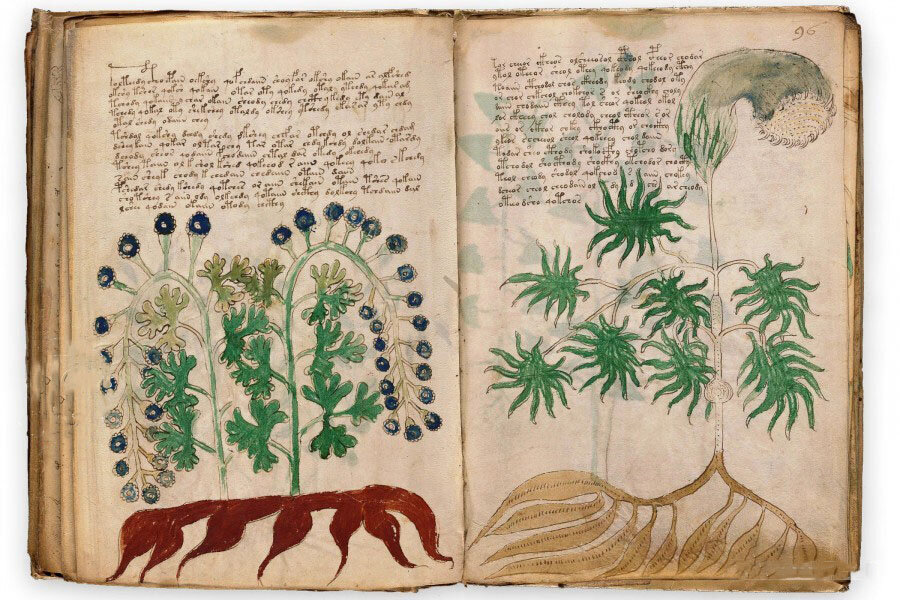 Страницы манускрипта Войнича с непонятным текстом и изображением неизвестных растений. Источник: Яндекс Картинки.