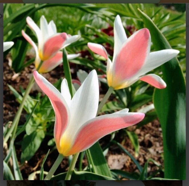 Тюльпан Клузиана Леди Джейн (фото ин-т магазина) 