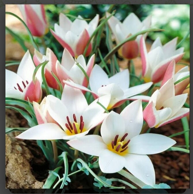 Мммм..... Как нежно и красиво! Разве можно  спокойно пройти мимо?! Вот рука и дрогнула, отправив сей товар в корзину)))) (фото и-нет магазина). 