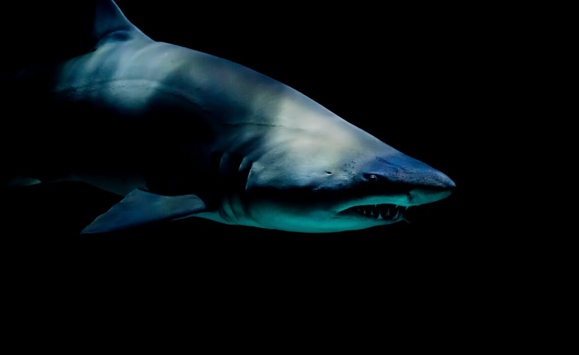 Ежегодно по статистике отдыхающие нередко встречаются с главной хищницей морских глубин — акулой, но далеко не все встречи с этой шустрой красавицей оканчиваются плачевно, ведь действительно опасных