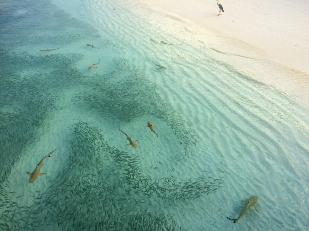 Акулы на Мальдивах
Фото: unsplash.com