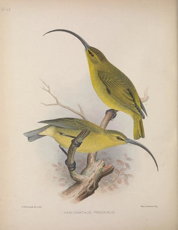 Kauai akialoa