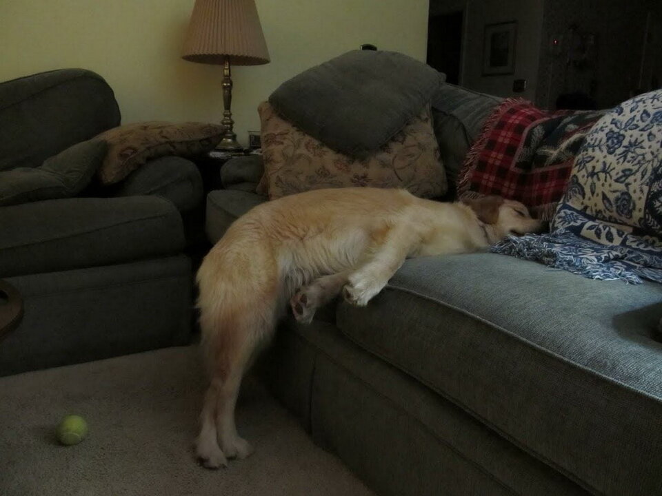 Слепой пес, уставший от карантина, устраивает шоу на улице – и смешит округу